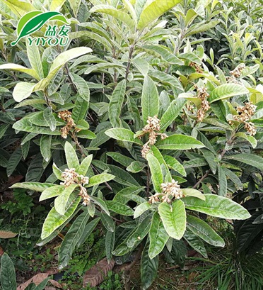 鋁合金液壓升降平臺(tái)