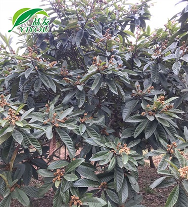 鋁合金液壓升降平臺(tái)
